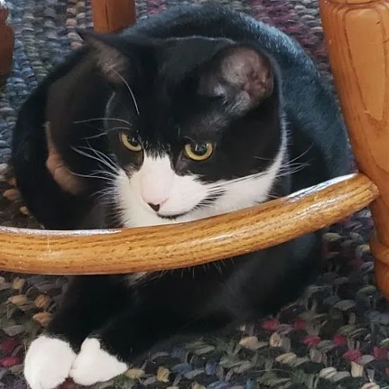 Licorice thumbnail 6