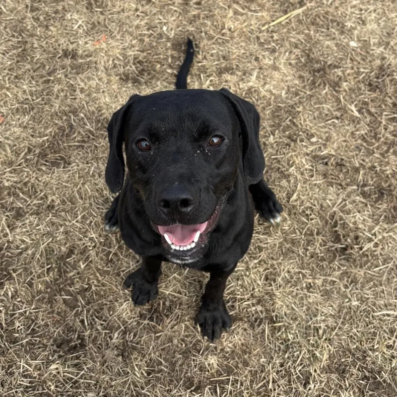 A young medium-sized male Black Labrador Retriever dog named Rooster for adoption in Marshalltown, IA