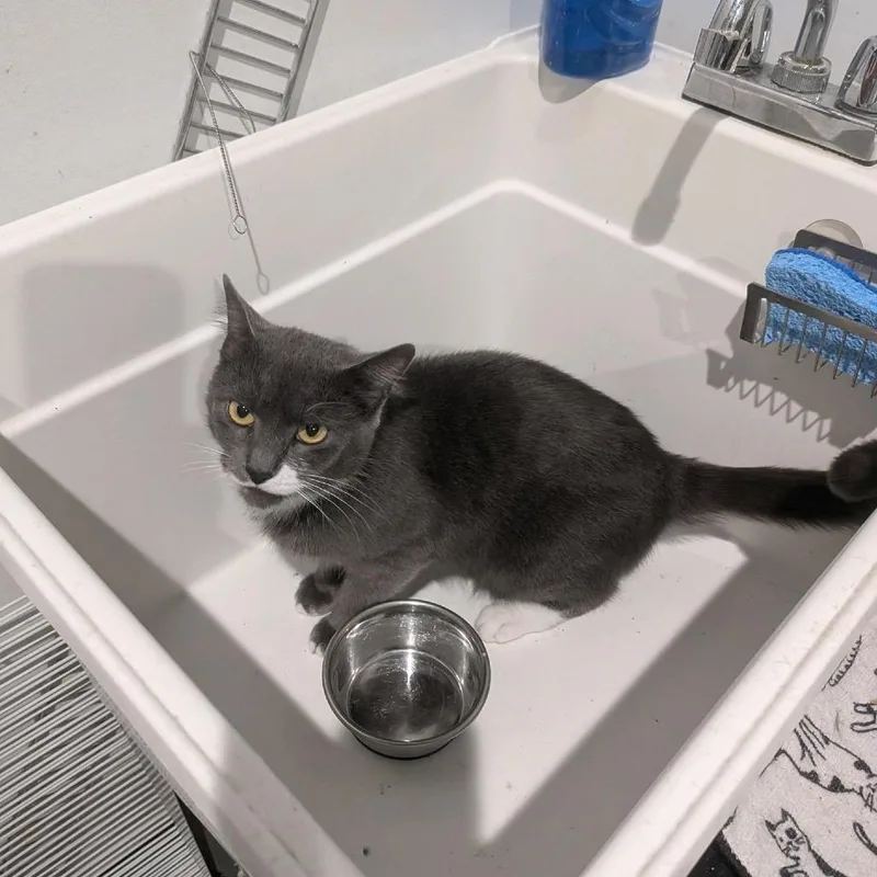 A young medium-sized female Gray / Blue / Silver Domestic Short Hair cat named Crystal for adoption in Aldie, VA
