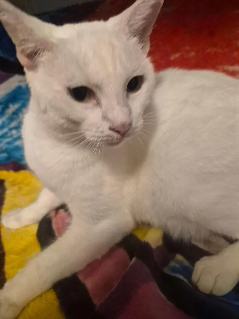 Trailwood thumbnail 2