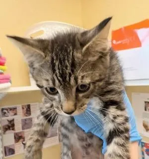 A baby small-sized male Domestic Short Hair cat named Dewey for adoption in Fort Myers, FL