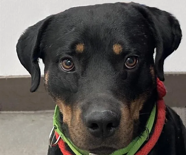 An adult large-sized male Rottweiler dog named Kato for adoption in Tucson, AZ