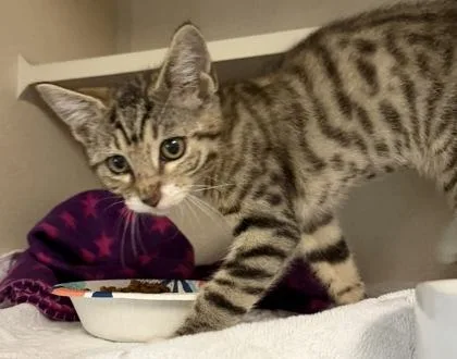 A baby small-sized female White Domestic Short Hair cat named Polly for adoption in Salem, NH