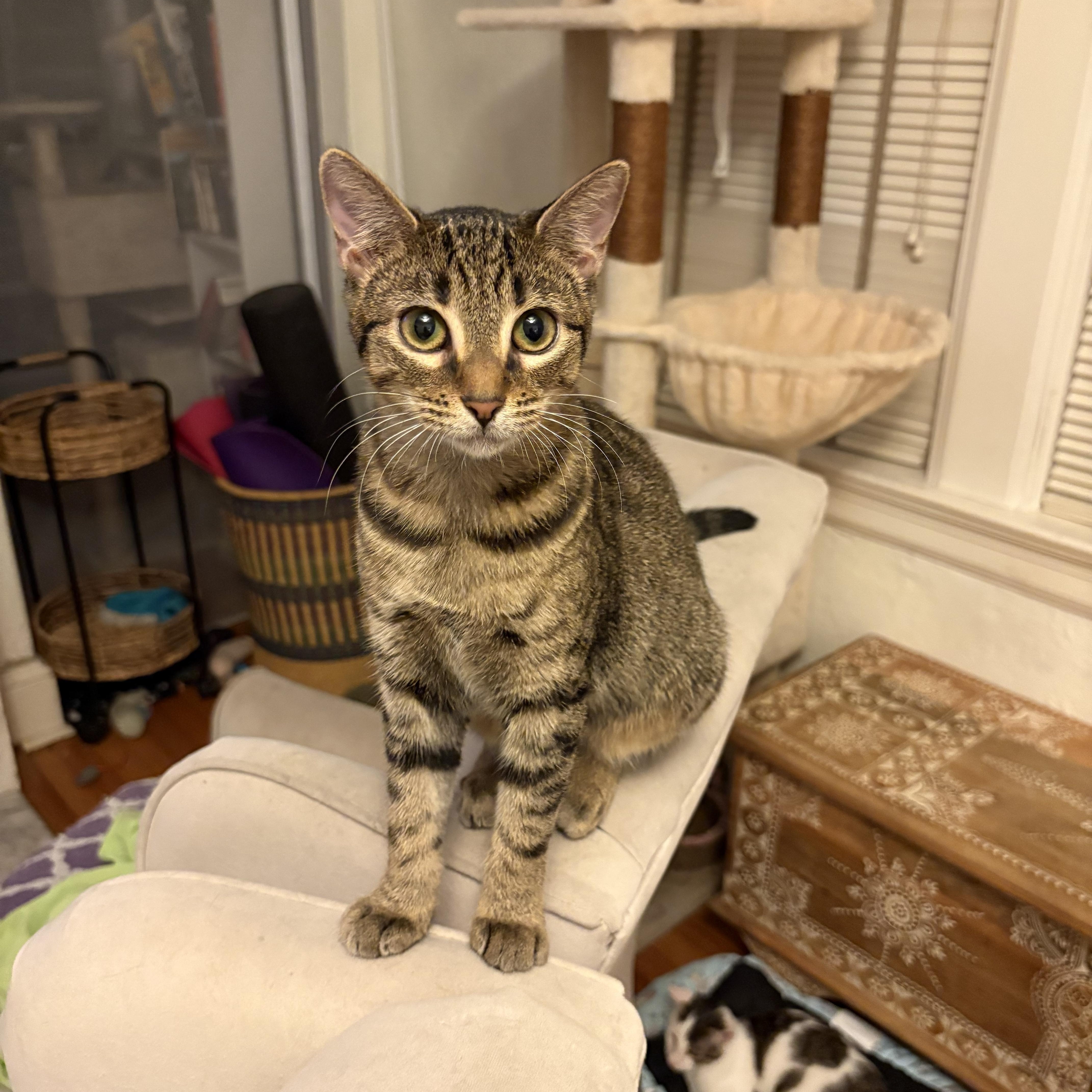 A baby medium-sized female Tabby (Brown / Chocolate) Domestic Short Hair cat named Cleo for adoption in Jacksonville, FL
