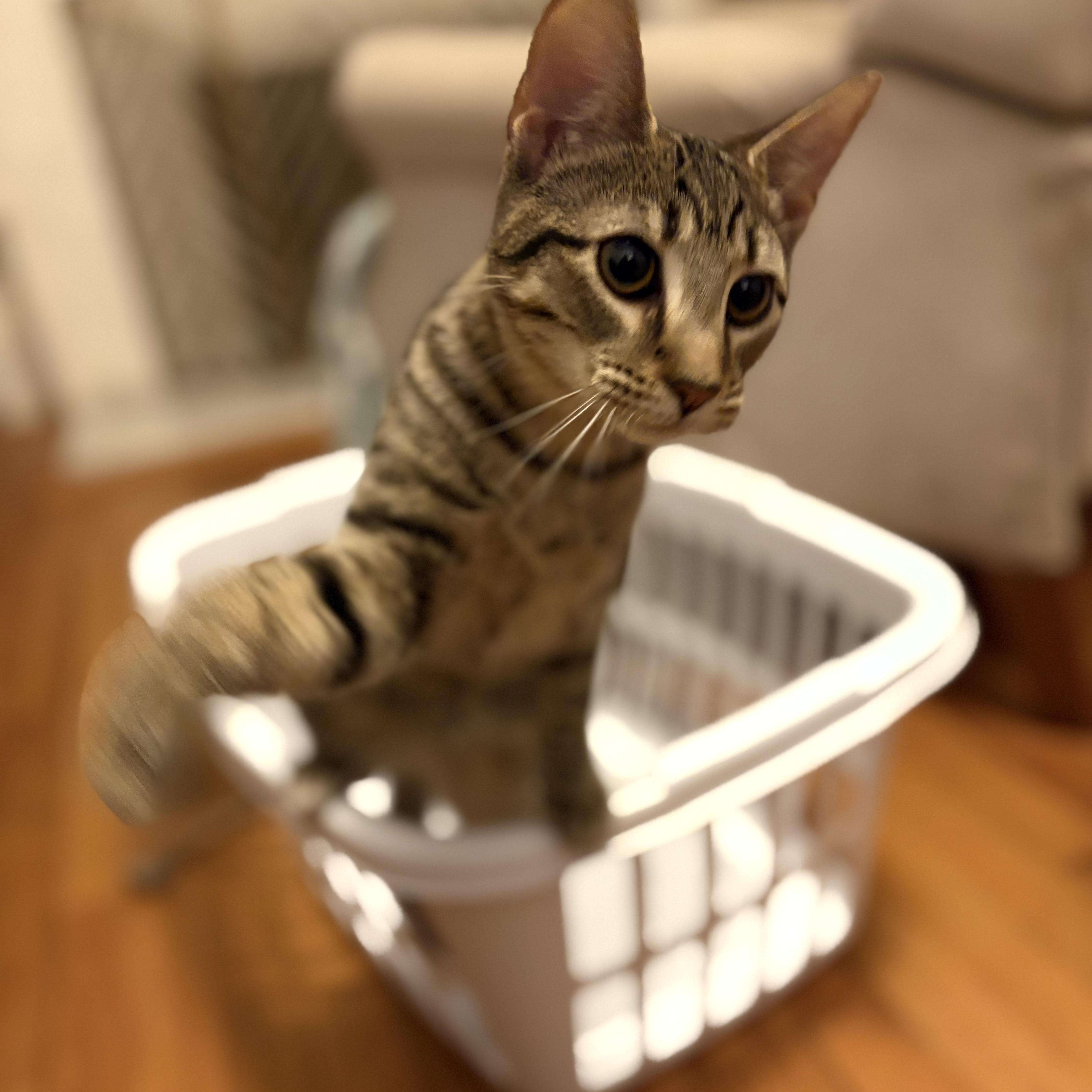 Cleo thumbnail 2
