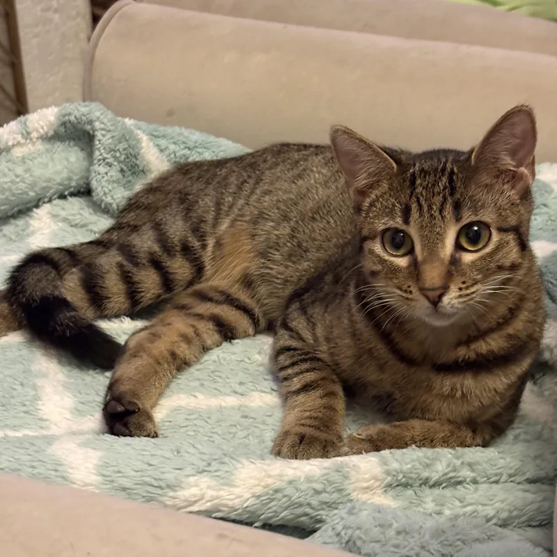 Cleo thumbnail 3