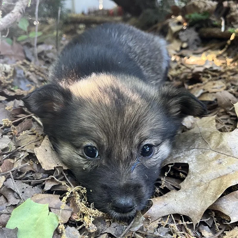 A baby small-sized female Apricot / Beige Australian Shepherd dog named Chuckie for adoption in Rossville, GA