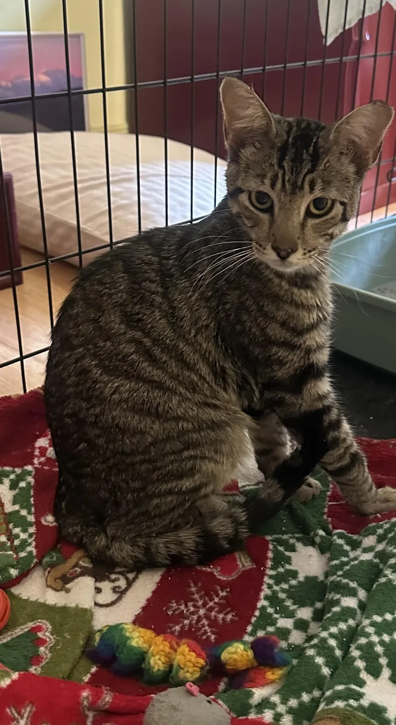 A young medium-sized female Domestic Short Hair cat named Matty for adoption in Evergreen, CO