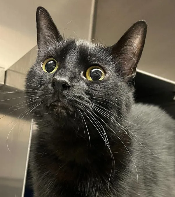 Morgana