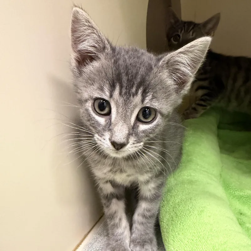 A baby small-sized male Tabby (Gray / Blue / Silver) Domestic Short Hair cat named Tip Top for adoption in Cooperstown, NY
