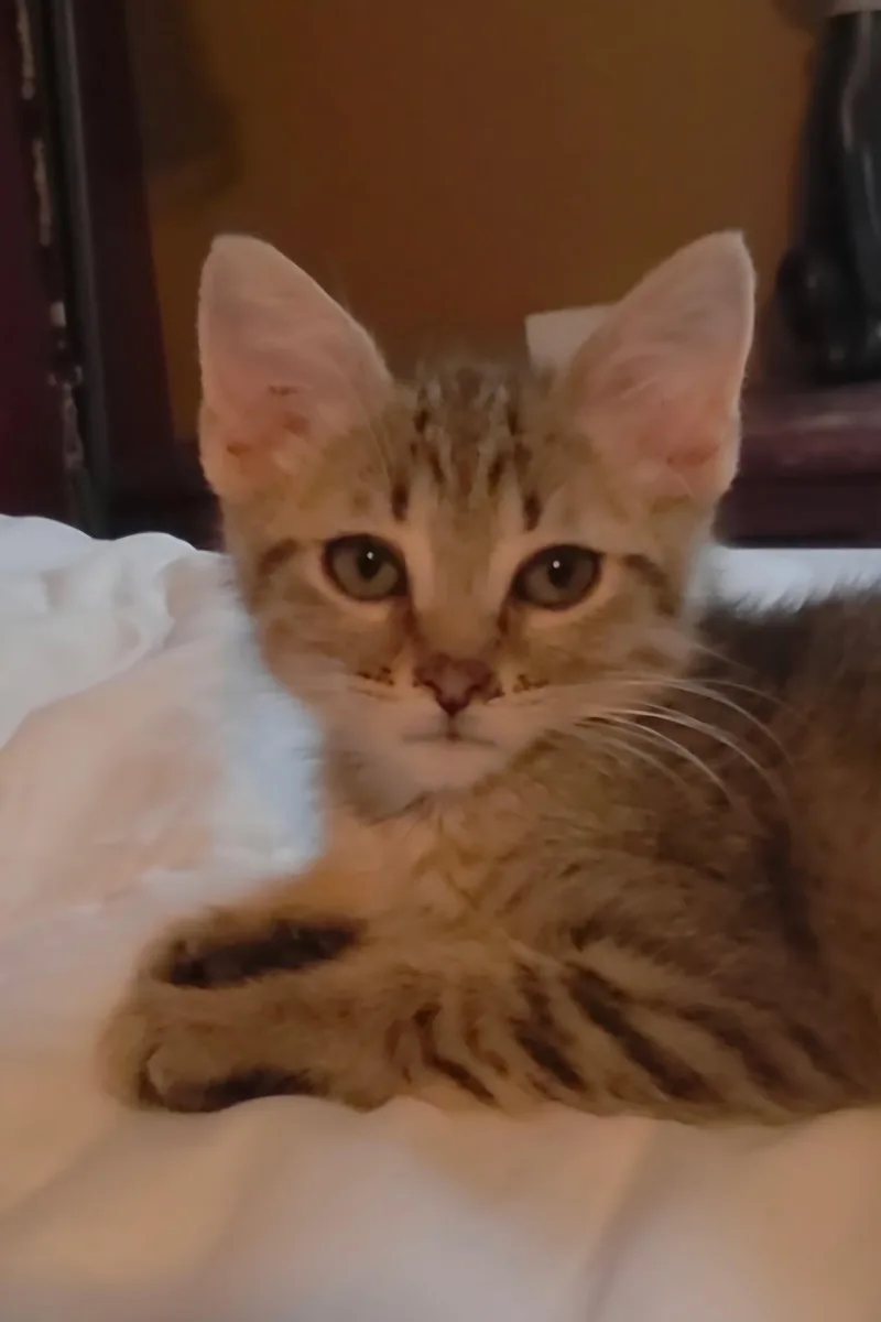 A baby small-sized male Tabby (Brown / Chocolate) Domestic Short Hair cat named Micah for adoption in Indianapolis, IN