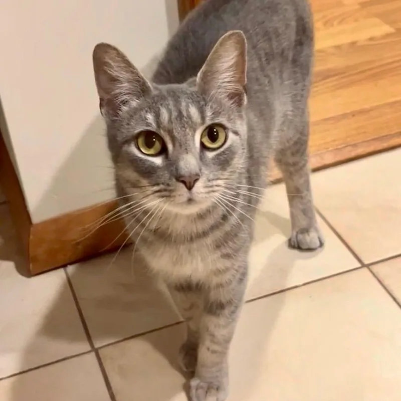 An adult medium-sized female Gray / Blue / Silver Domestic Short Hair cat named Lez for adoption in Middle Village, NY