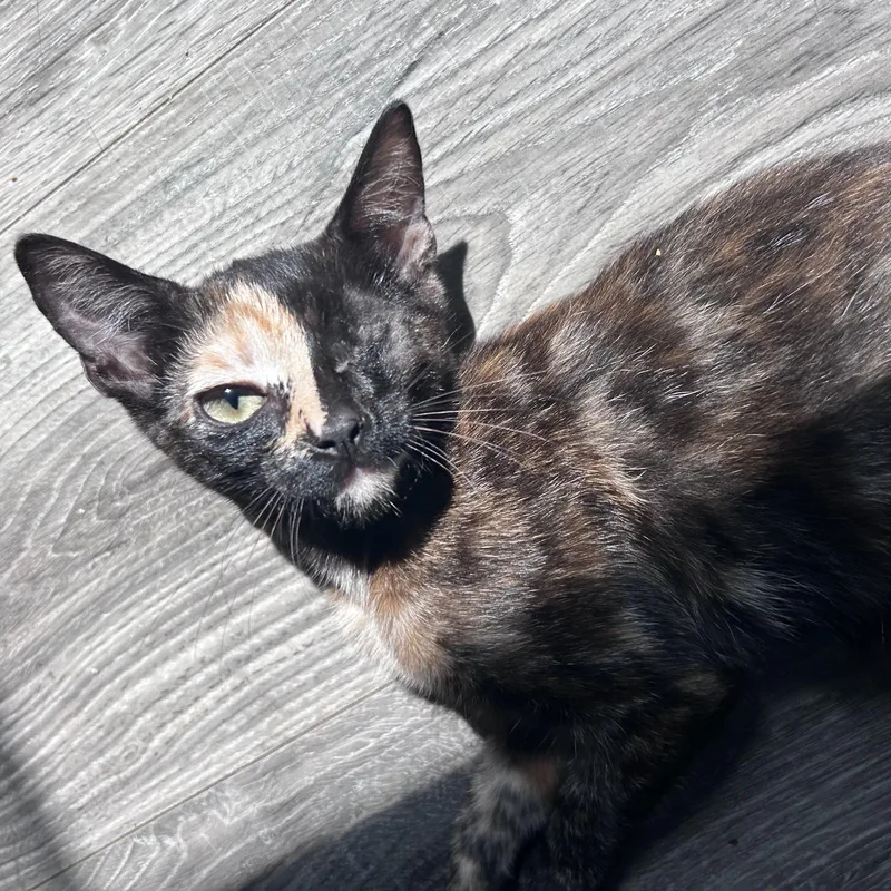 A baby small-sized female Tortoiseshell Domestic Short Hair cat named Blondie for adoption in Manchester, NH