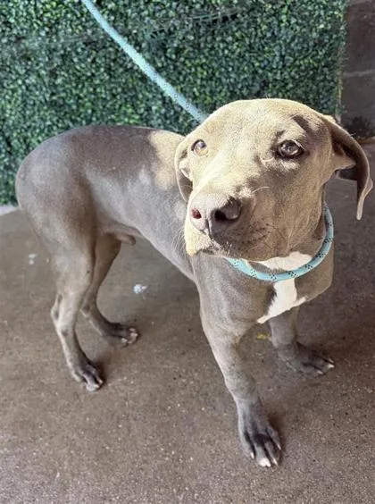 A young medium-sized male Gray / Blue / Silver Pit Bull Terrier dog named 61531669 for adoption in El Paso, TX
