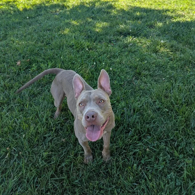 An adult medium-sized female Brown / Chocolate Pit Bull Terrier dog named Pebbles for adoption in Manhattan, KS