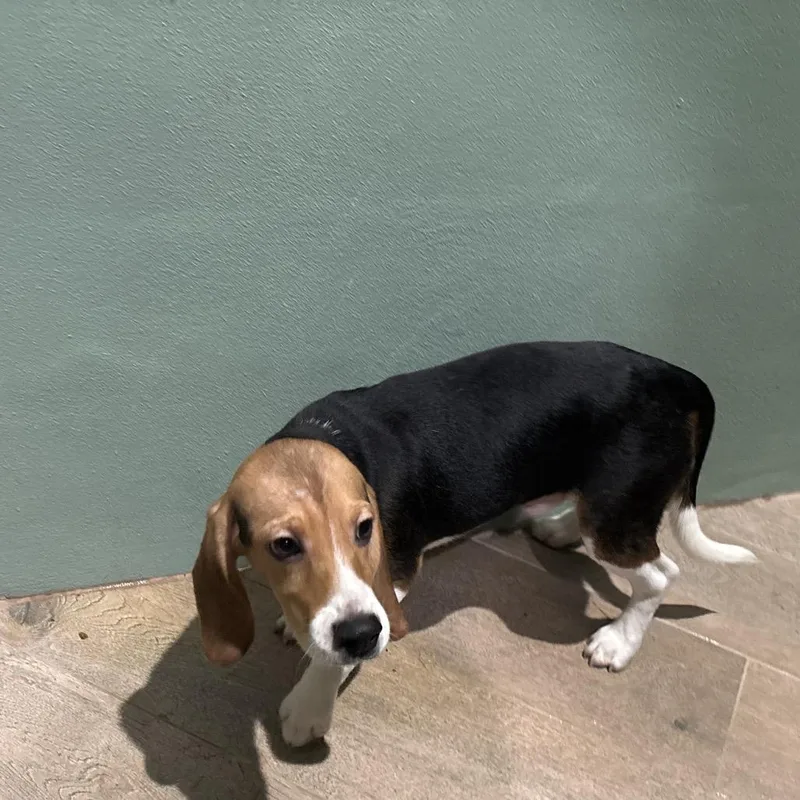 A baby small-sized male Yellow / Tan / Blond / Fawn Beagle dog named YDF  aka Denzel for adoption in LOXAHATCHEE, FL