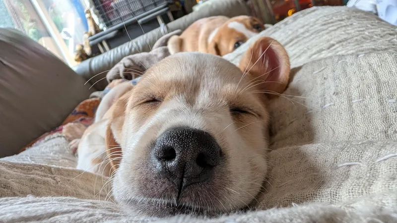 A baby medium-sized male Apricot / Beige Hound dog named Oscar for adoption in Fairfax, VA