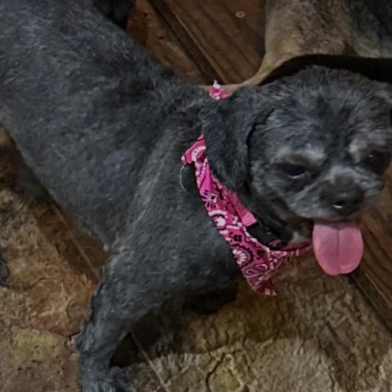 An adult small-sized female Gray / Blue / Silver Shih Tzu dog named Mollie Sue for adoption in Kansas City, MO