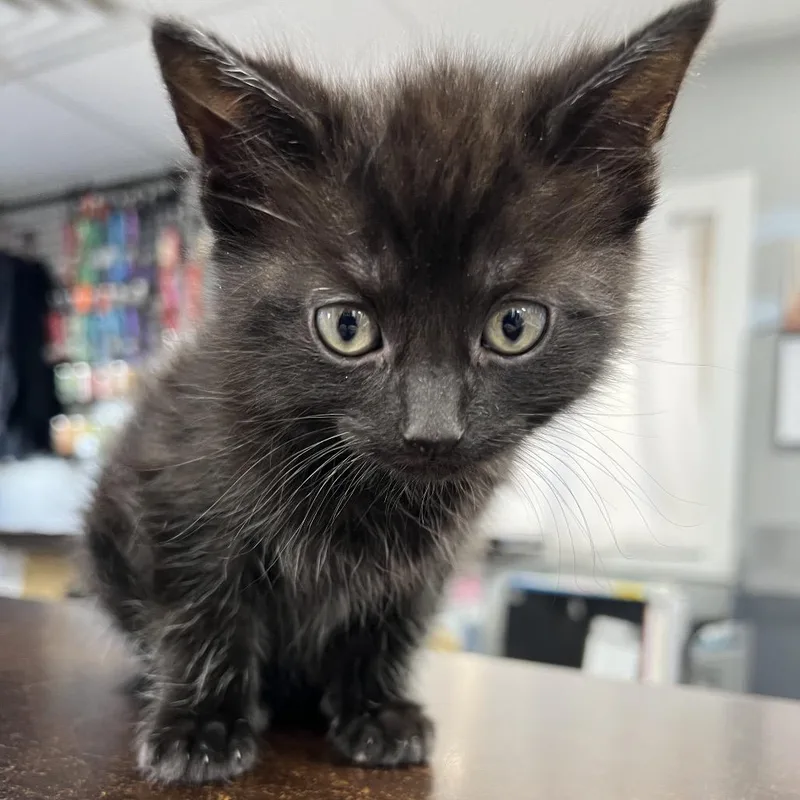 A baby small-sized male Black Domestic Short Hair cat named Olaf for adoption in Baltimore, MD