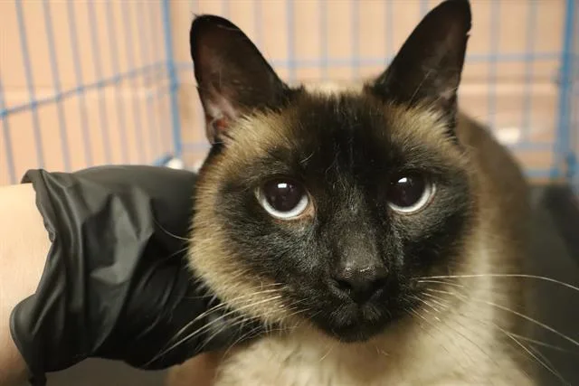 An adult medium-sized male Domestic Short Hair cat named Ace for adoption in Columbia, SC