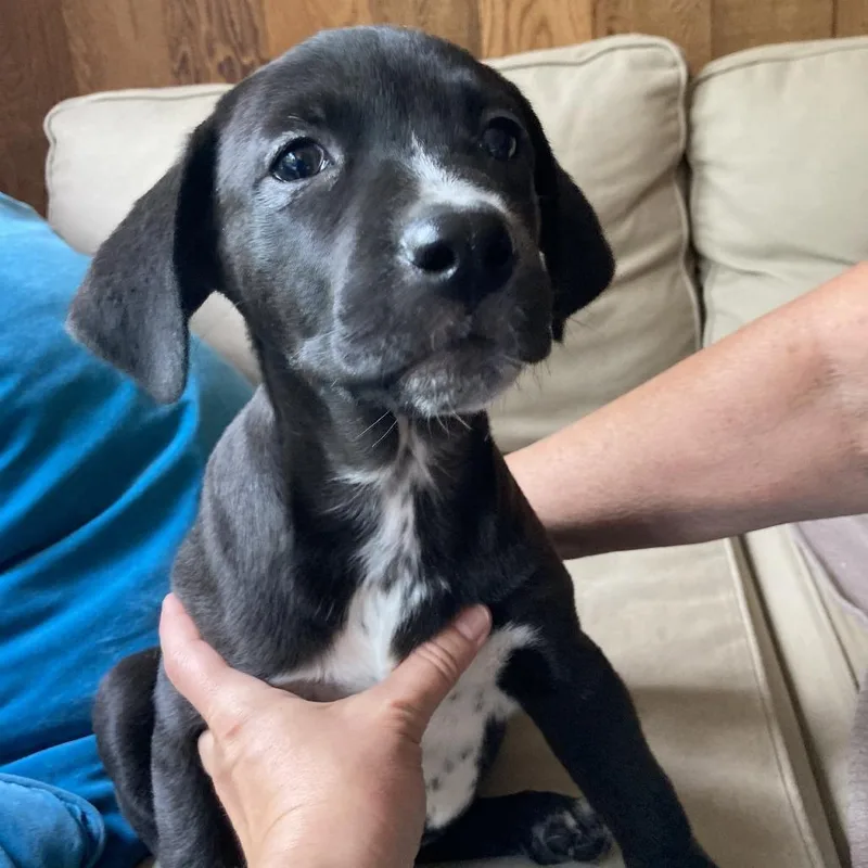 A baby small-sized female Terrier dog named Bunny for adoption in Spokane, WA