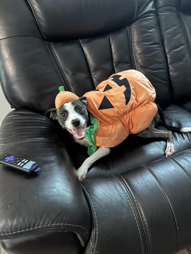 An adult small-sized male Bicolor Feist dog named Bucky for adoption in Eatontown, NJ