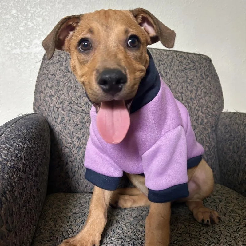 A baby medium-sized male Black Mouth Cur dog named Fudge for adoption in South Houston, TX