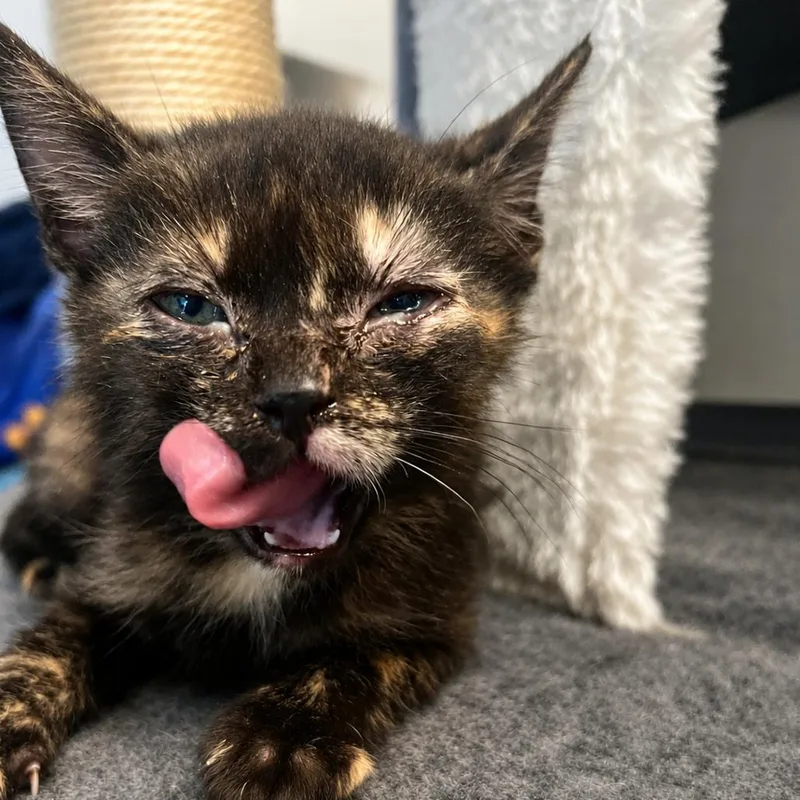A baby small-sized female Tortoiseshell Domestic Medium Hair cat named Toast for adoption in Tustin, CA