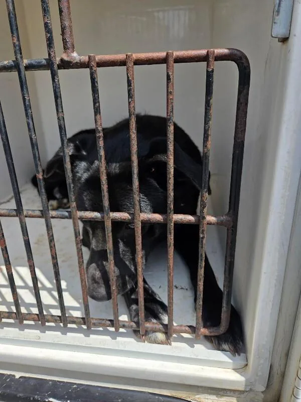 An adult medium-sized male Black Labrador Retriever dog named Hardy for adoption in Mobile, AL