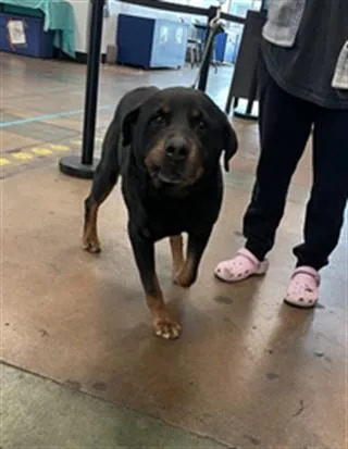 An adult large-sized male Rottweiler dog named Azul for adoption in Van Nuys, CA