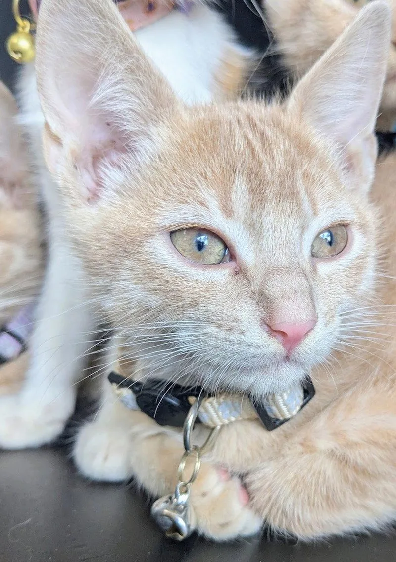 A baby medium-sized male Orange / Red Domestic Short Hair cat named Boq for adoption in Albemarle, NC