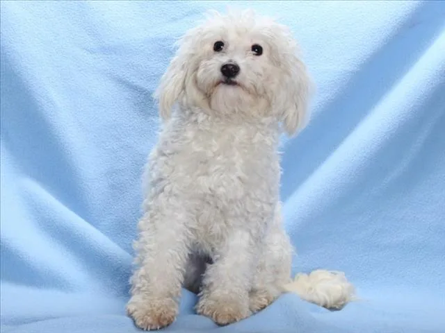 A young small-sized female Maltese dog named Kawaii for adoption in Burbank, CA