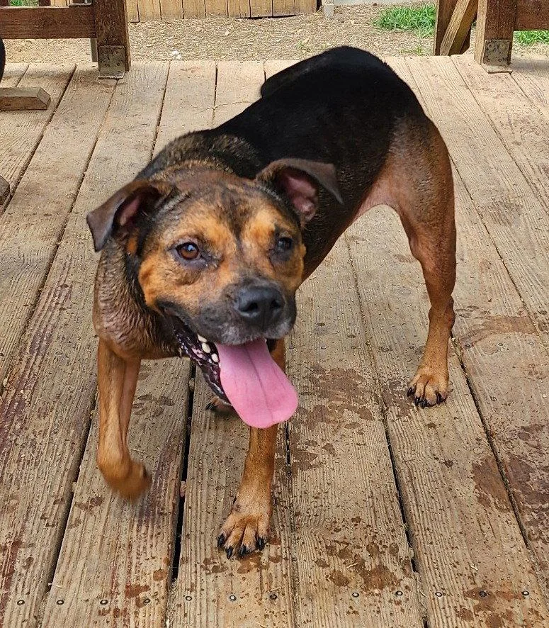 An adult large-sized female Pit Bull Terrier dog named Cubbie for adoption in Wetumpka, AL