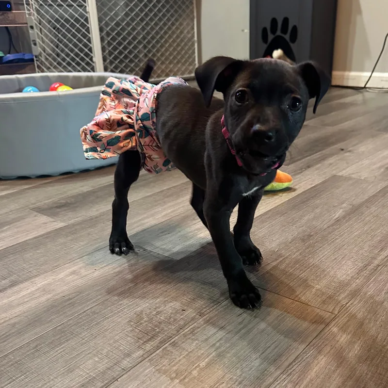 Rumi Zoomie thumbnail 3