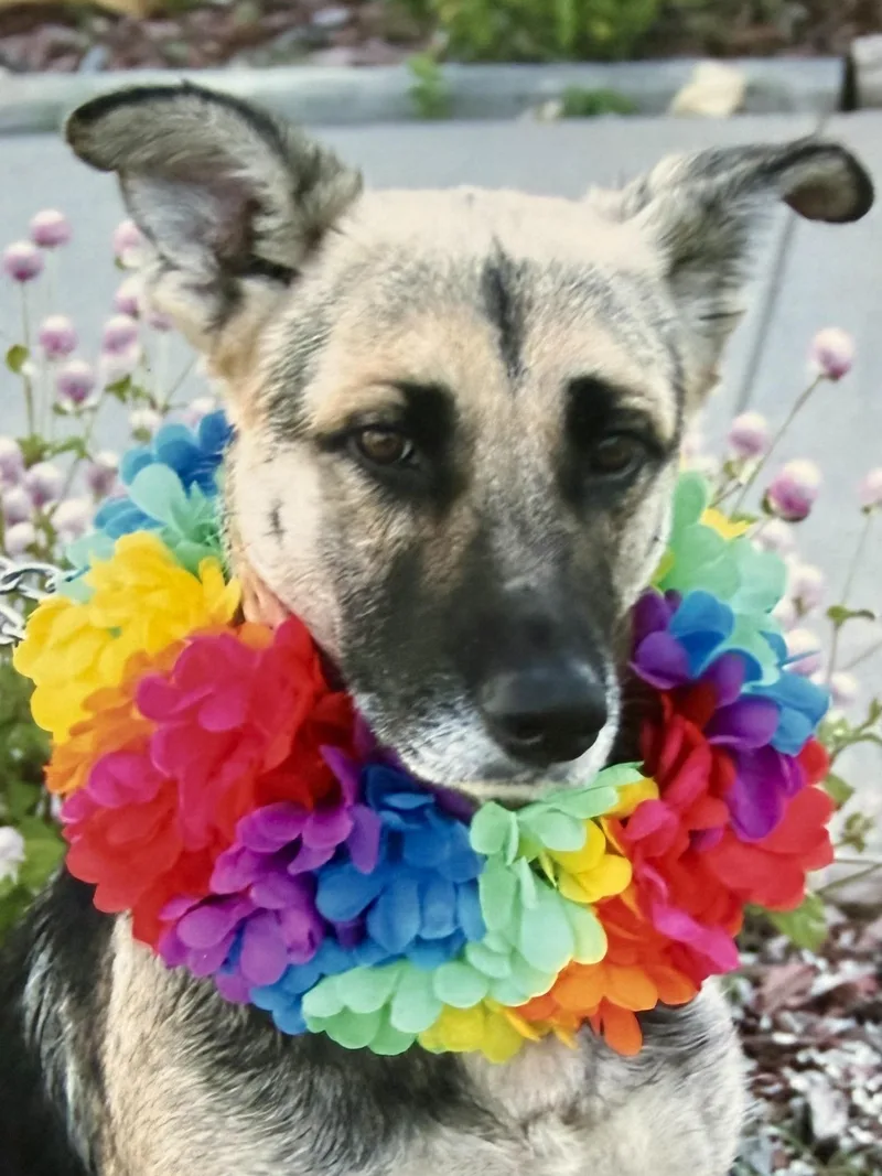 An adult medium-sized female Tricolor (Brown, Black, & White) Husky dog named Roxie for adoption in Hutchinson, KS