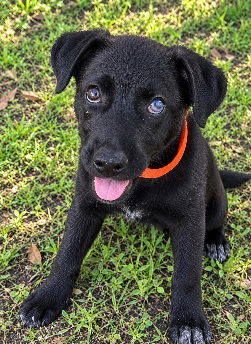 Finn
