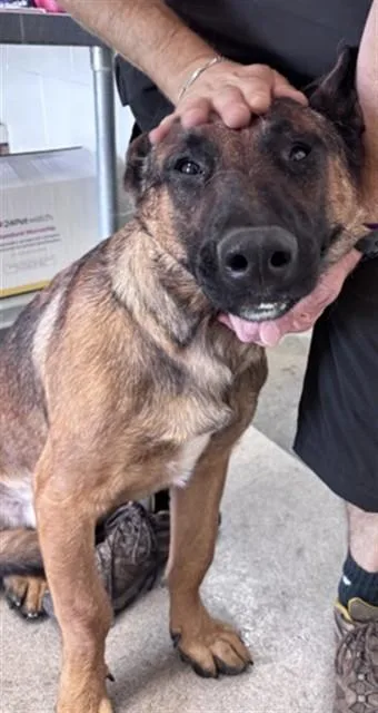 An adult large-sized male German Shepherd Dog dog named Luke Cage for adoption in San Bernardino, CA