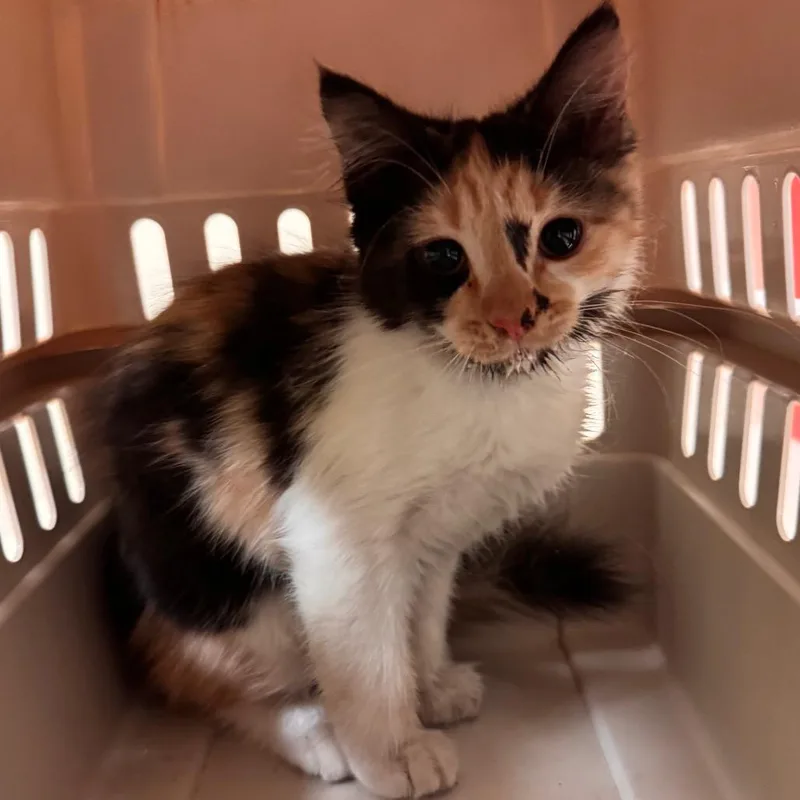 A baby small-sized female Calico Domestic Medium Hair cat named Dakota for adoption in Lynchburg, VA