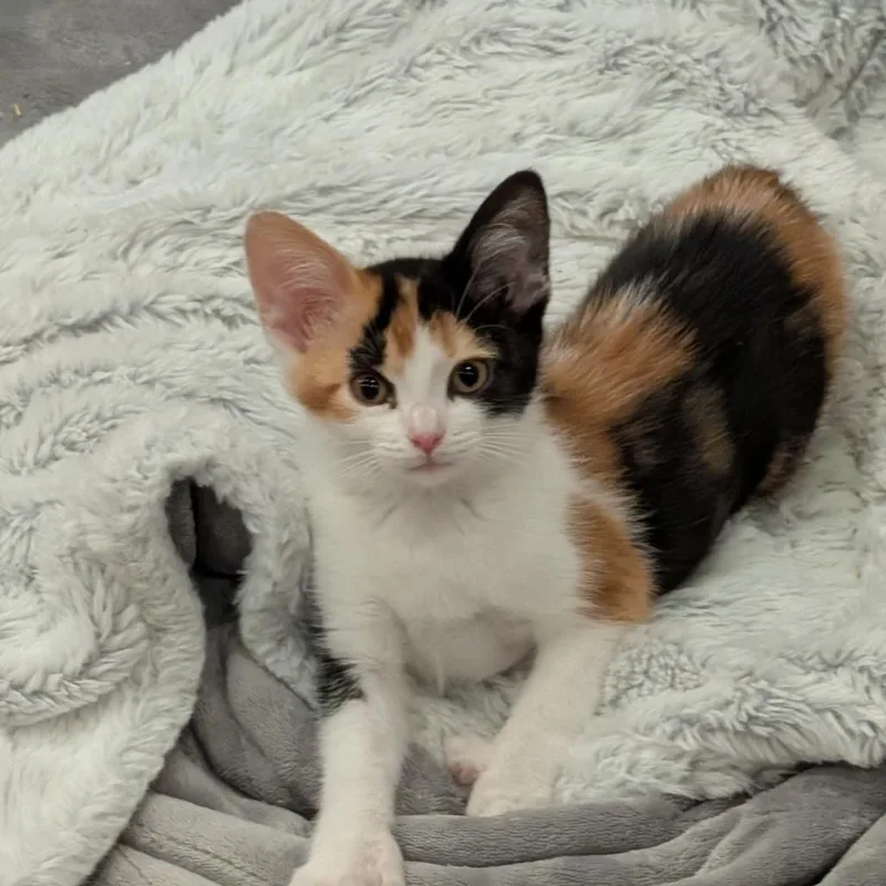 A baby small-sized female Domestic Short Hair cat named Starburst for adoption in Cumming, GA
