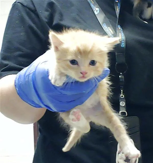 A baby small-sized male Domestic Short Hair cat named Boston for adoption in Fayetteville, NC