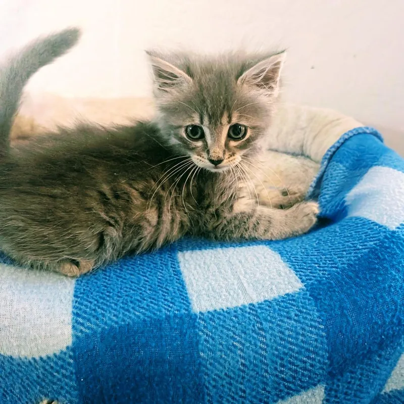 A baby small-sized male Gray / Blue / Silver Domestic Long Hair cat named Squeak for adoption in Long Beach, CA