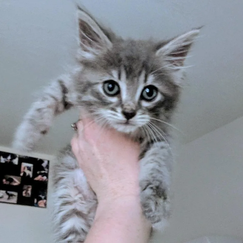 Squeak thumbnail 5