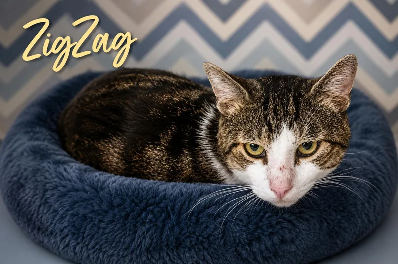 ZigZag thumbnail 3