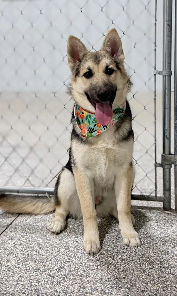 A baby medium-sized female German Shepherd Dog dog named Darci for adoption in Muskegon, MI