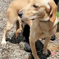 An adult large-sized male White / Cream Hound dog named Loki for adoption in Mountain City, TN