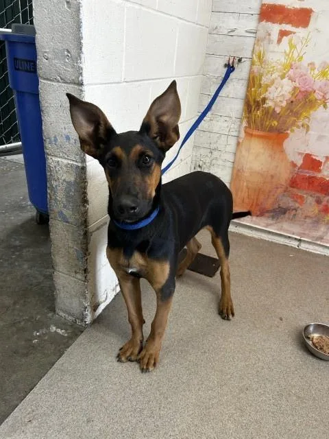 A young medium-sized female German Shepherd Dog dog named Hermione for adoption in San Bernardino, CA