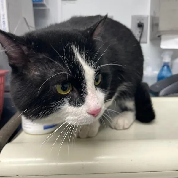 A young small-sized male Domestic Short Hair cat named Vander for adoption in Des Moines, IA