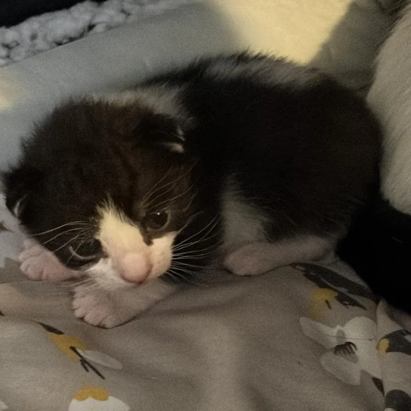 A baby small-sized female Black Domestic Short Hair cat named Jane for adoption in Brooklyn, NY