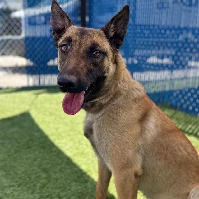 A young medium-sized female Yellow / Tan / Blond / Fawn Belgian Shepherd / Malinois dog named Mabel for adoption in Long Beach, CA