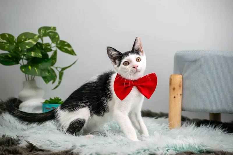 A baby small-sized male Black & White / Tuxedo Domestic Short Hair cat named Cruze for adoption in Sevierville, TN
